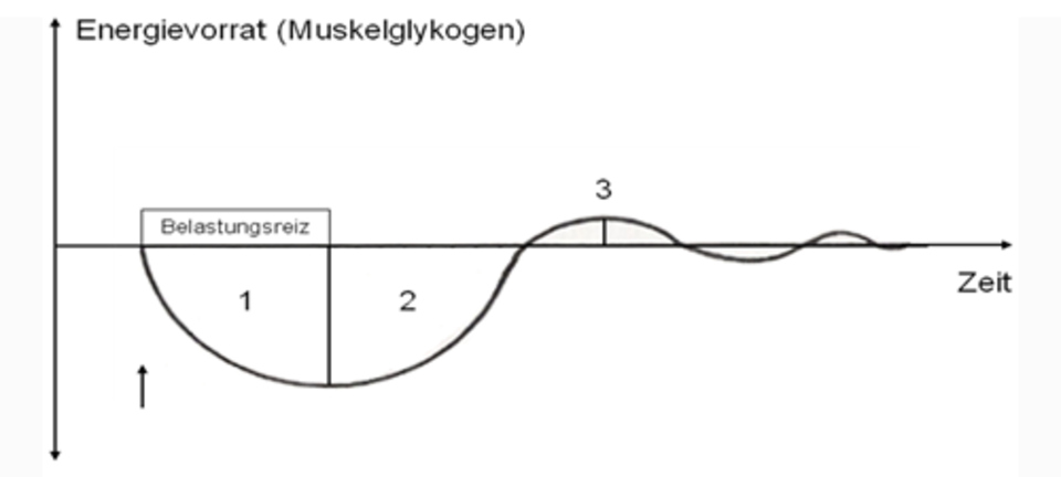 Das Superkompensationsmodell