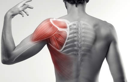 Therapietrainer*in "Schulter & Ellenbogen"